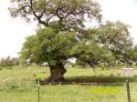 Llano County Road 226 seriously burled oak tree seen while cycling