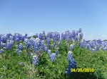 Bluebonnets near Shaw Island on lake Buchanan - Texas Hill Country